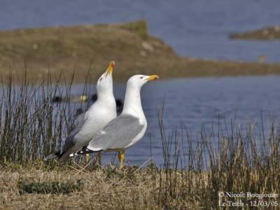 فيلا Les Mouettes Amoureuses Louannec المظهر الخارجي الصورة